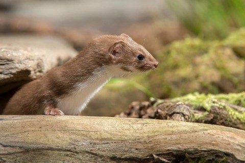 Carnivora, least weasel, mouse weasel, mustela nivalis, predators, mammals, raptors, mammals