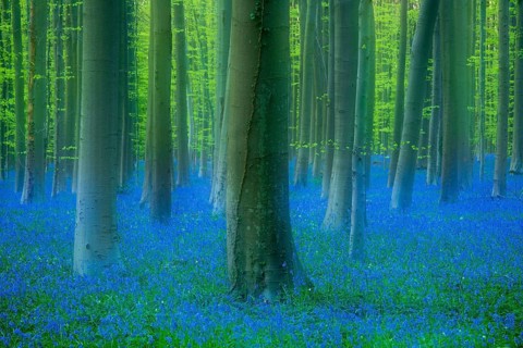 Bluebells (Hyacinthoides) in Hallerbos, woodland, early-flowering plants, Hallerbos, Halle, Belgium