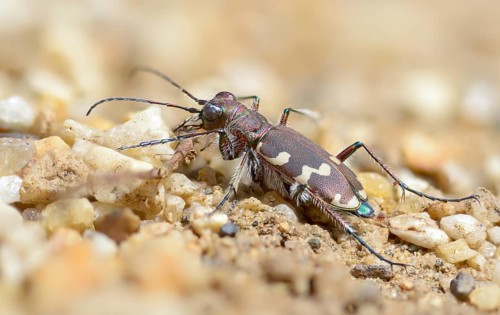Cicindela hybrida, dune sandground beetle, copper-brown sandground beetle, sandground beetle,