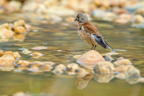 Acanthis cannabina, bloodtail, linaria cannabina, linnet, bath, bird bath, birds, hanfling, male,