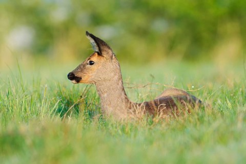 European roe deer (Capreolus capreolus), doe lying in a meadow, spring, North Rhine-Westphalia,
