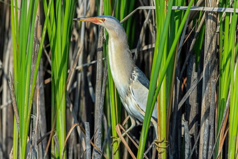 Common little bittern (Botaurus minutus, Ixobrychus minutus) adult male foraging in reed bed,