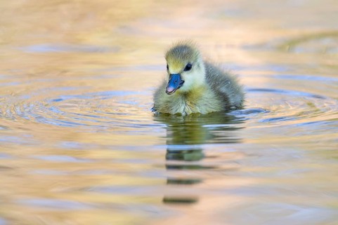 A grey goose (Anser anser) gosling, Hanover, Lower Saxony, Germany