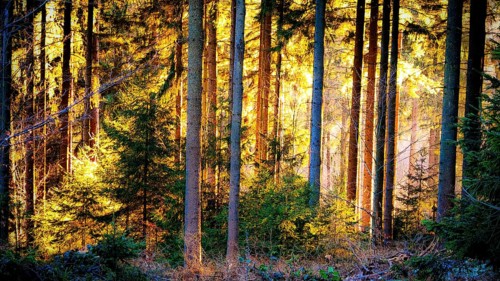 Sunlight shines through dense trees in a forest, Geroldsgrüner Forst, Upper Franconia