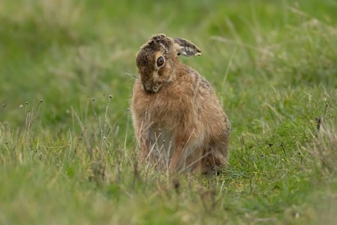 European brown hare (Lepus europaeus) adult animal in grassland, England, United Kingdom