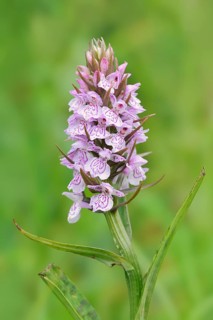 Moorland spotted orchid (Dactylorhiza maculata), inflorescence, North Rhine-Westphalia, Germany