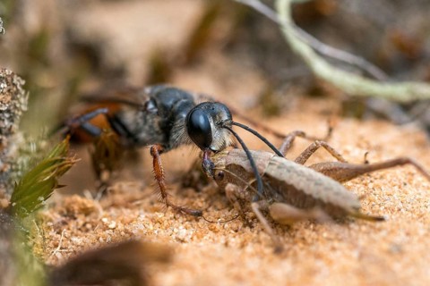 Hymenoptera, Spheciformes, Spheciformes, Sphex Funerarius, Sphex Rufocinetus, Golden Digger Wasp,