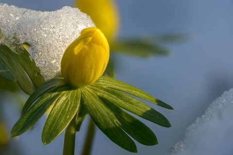 Eranthis hyemalis, buttercup family, ranunculaceae, winterling, flora, plants, plants, winter