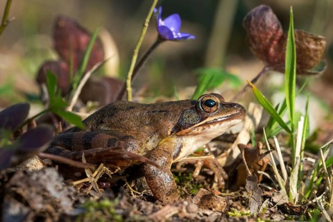 Agile frog, rana dalmatina, jumping frog, amphibians, amphibians, frog, frogs, amphibians