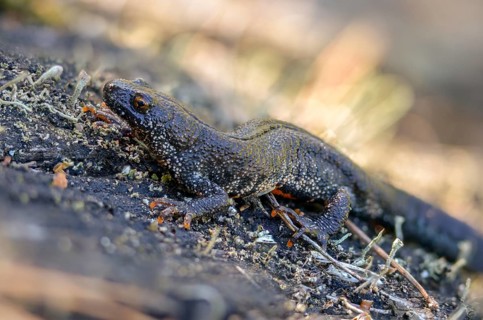 Brandenburg, Germany, Great Crested Newt, crested newt, Nabu, Nabu project, national natural