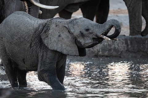 Herd of elephants, African elephant (Loxodonta africana) with young at the waterhole, sunset,