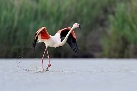 Pink flamingo (Phoenicopterus roseus), taking departure, Camargue Regional Nature Park, southern