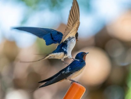 Hirundo rustica, barn swallow, courtship behavior, birds, passeri, swallows, songbirds, songbirds,