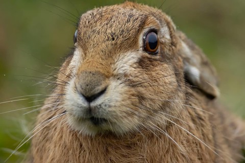European brown hare (Lepus europaeus) adult animal head portrait, England, United Kingdom