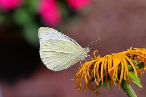 A small white (Pieris rapae) on a yellow flower of a Great Telekie (Telekia speciosa), macro