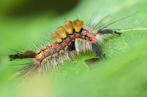 Brush spinner, owl moth, small brush spinner, Lymantriinae, noctuidae, orgyia antiqua, sloe