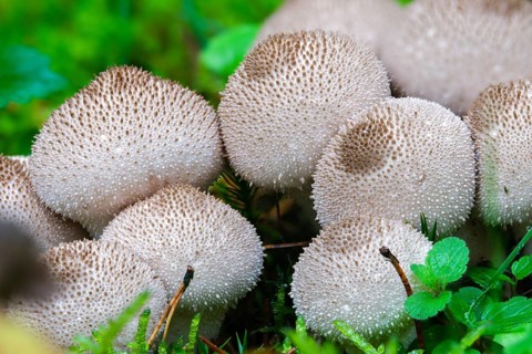 Brown bovist, brown dust bovist, brownish dust, bottle bovist, lycoperdone umbrinum, dust, fungi,