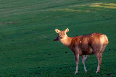 A female Sambar deer (Rusa unicolor), stands in a green meadow in the very first light of the day.