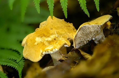 Yellow spiny sponge, hydnum carnosum, hydnum rufescens, orange-red stubble mushroom, red-yellow