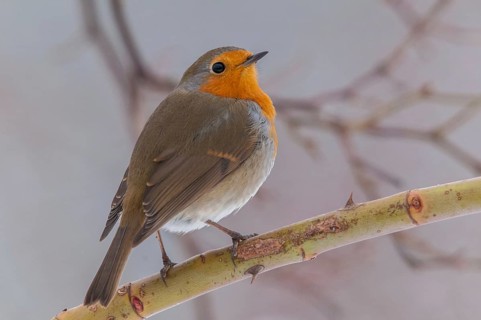 Erithacus rubecula, robin, robins, birds, passeri, songbirds, birds
