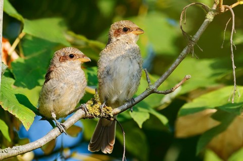 Red-backed Shrike (Lanius collurio), two young birds perched on a twig, North Rhine-Westphalia,