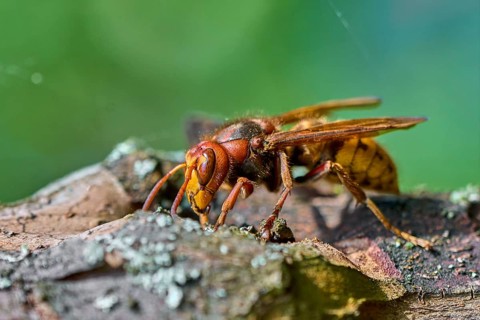 European hornet (Vespa crabro) searching for food on an old tree trunk. Detailed macro wildlife
