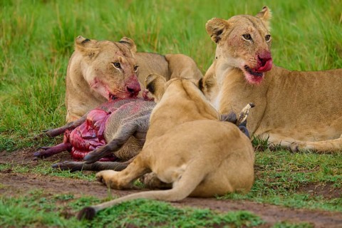 Two lions feeding on their prey on green grass, their muzzles smeared with blood: warthog
