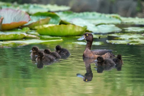 Aythya fuligula, dune cub, heron duck, tufted duck, anatidae, birds, ducks, ducks, duck birds,
