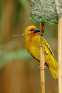 A gold weaver building a nest, iSimangaliso Wetland Park, St Lucia, KwaZulu-Natal, South Africa