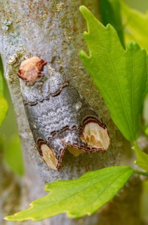 Buff tip, moonspot, moonbird, phalera bucephala, high size, portrait format, insects, moths, moths,