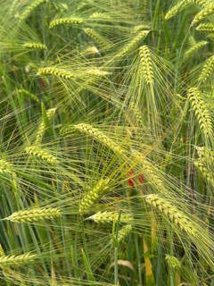 Barley awns (Hordeum), barley field, Lower Saxony, Germany
