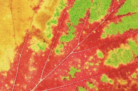 Persian ironwood (Parrotia persica), detail of leaf in autumn, North Rhine-Westphalia, Germany