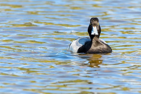 Lesser Scaup, (Aythya affinis), Burnaby Lake Regional Park, Burnaby, British Columbia, Canada