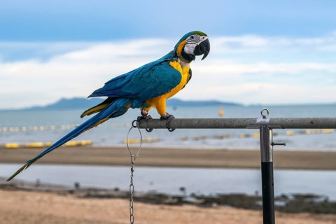 Yellow-breasted macaw (Ara ararauna), Jomtien, Thailand