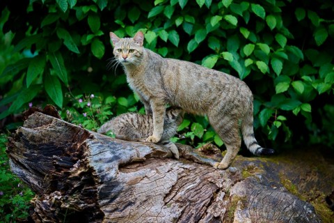 A wildcat stands on a tree trunk, surrounded by lush foliage, European wildcat (Felis silvestris),