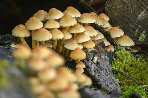 Brown-gilled woodlover, grey-leaved sulfur head, honeyhead, hypholoma capnoides, mild sulfur head,