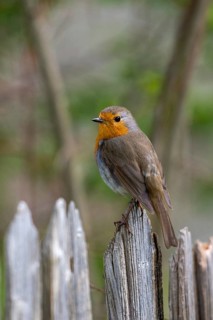 Erithacus Rubecula, Robin, Robins, Birds, Garden, Garden Fence, Garden Fence, High Size, Portrait,