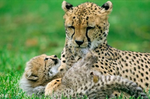 Animals, mammals, predators, cheetahs, cheetah with cubs, cup