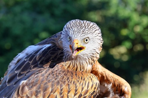 Red Kite (Milvus milvus), head portrait, animal portrait, in captivity, Rhineland-Palatinate,