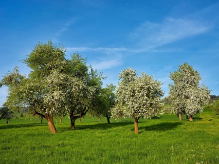 A group of blossoming pear trees, Beinwil, Freiamt, Aargau Canton, Switzerland