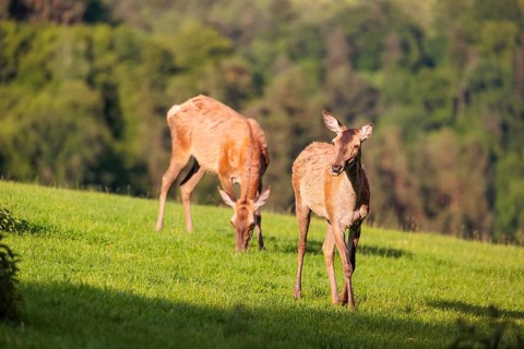 On a sunny morning, two female red deer (Cervus elaphus) stand in a meadow on hilly terrain at the