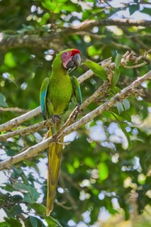 Great green macaw (Ara ambiguus) Costa Rica
