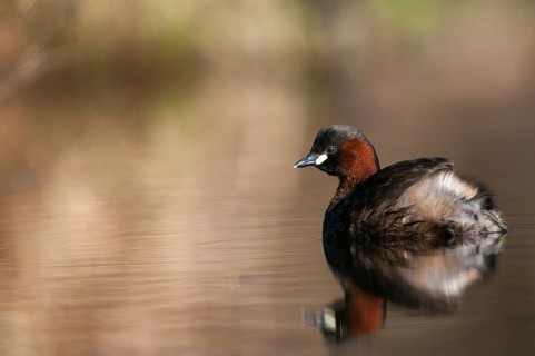 Littele Grebe, Tachybaptus Ruficollis, Little Grebe, Birds, Dabchick, Grebe, Grebe, Mirror,