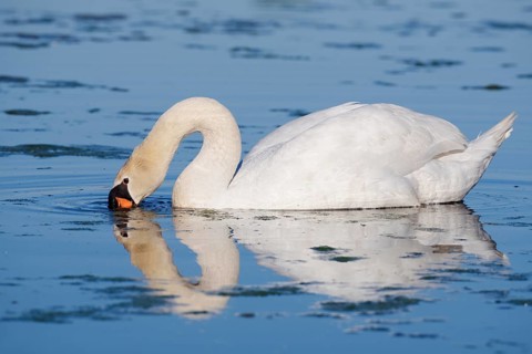 Mute swan (Cygnus olor) swimming, with its reflection, North Rhine-Westphalia, Germany