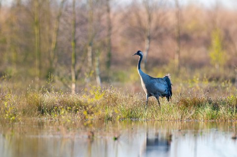 Common crane (Grus grus) in its breeding grounds, Wagenfeld, Lower Saxony, Germany
