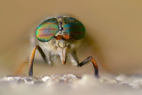Brake spec., hybomitra spec., diptera, insects, two-winged birds