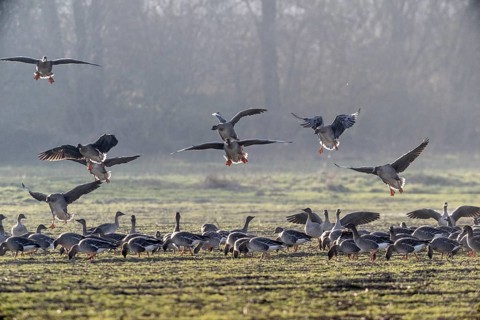 Bean geese (Anser fabalis), Emsland, Lower Saxony, Germany
