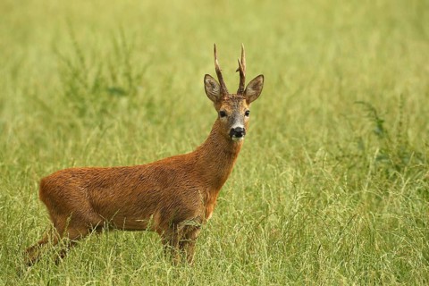 Roe deer (Capreolus capreolus) – a strong roebuck stands in a meadow after a thunderstorm during