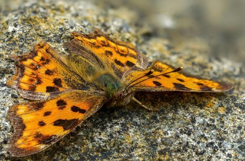 C-butterfly, comma butterfly, nymphalis c-album, polygonia c-album, butterfly, insects,