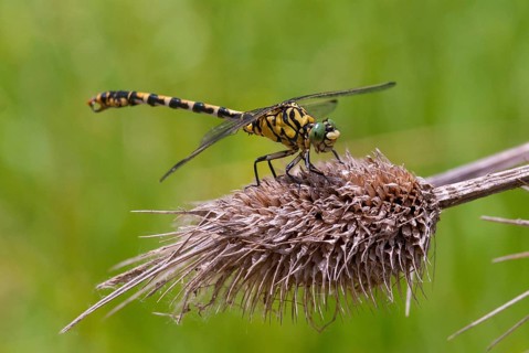 Green-eyed hook-tailed dragonfly, green-eyed hooktail, small pincertail, dragonfly, onychogomphus